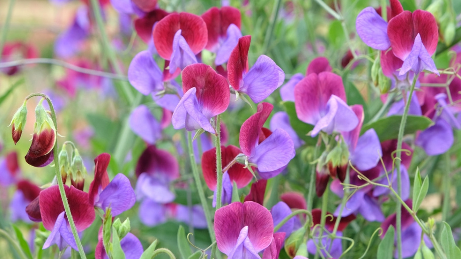 Hrachor vonný (Lathyrus odoratus) 