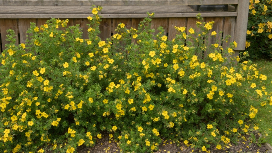 Mochnovec křovitý (Dasiphora fruticosa) 