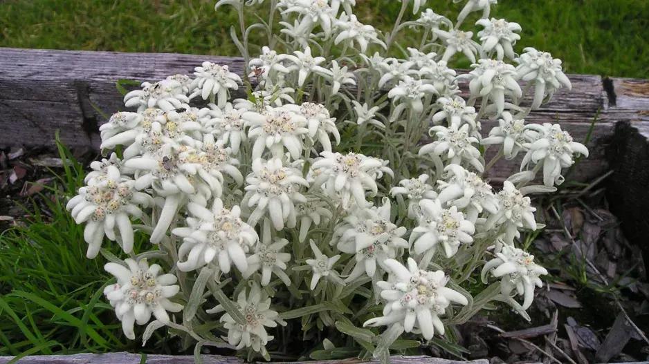 Alpská protěž (Leontopodium alpinum) 