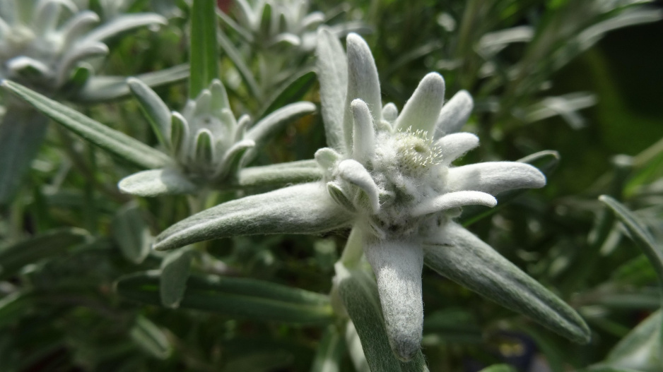 Alpská protěž (Leontopodium alpinum) 