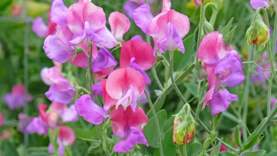 Hrachor vonný (Lathyrus odoratus)