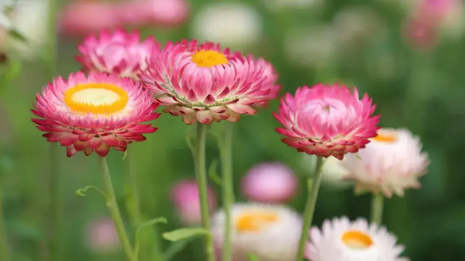 Růžové trvalky Růžové trvalky