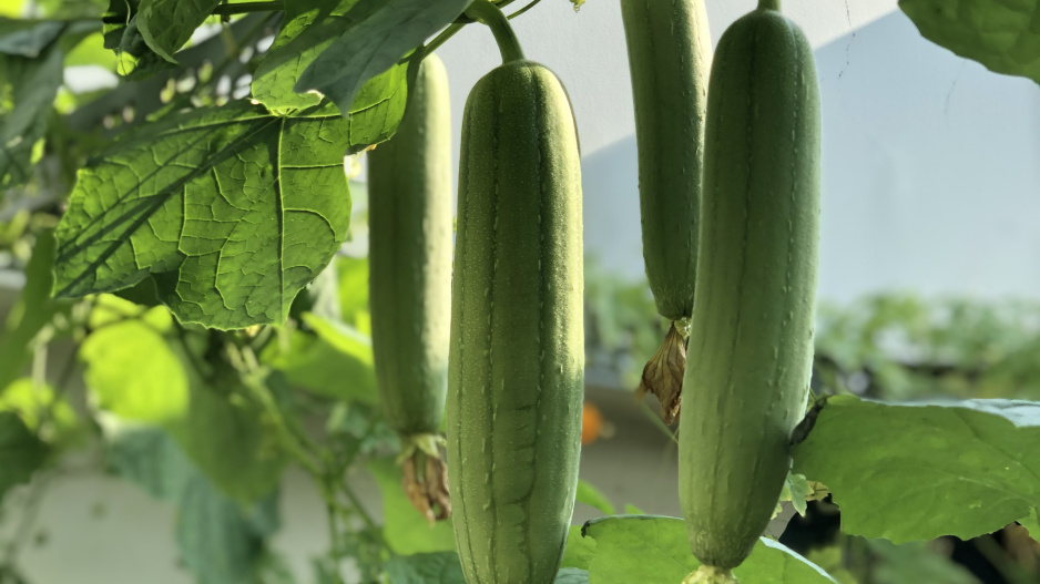 Lufa válcovitá (Luffa cylindrica či Luffa aegyptiaca) 