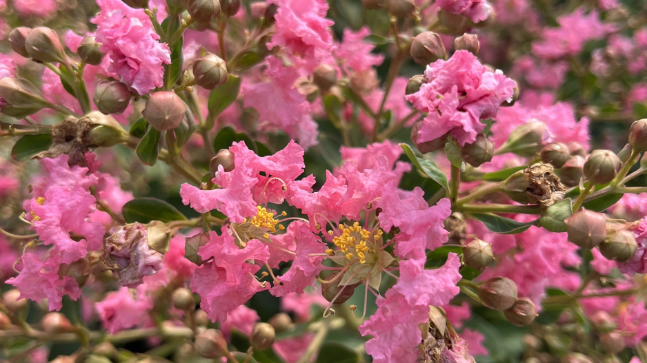 Pukol indický (Lagerstroemia indica) 