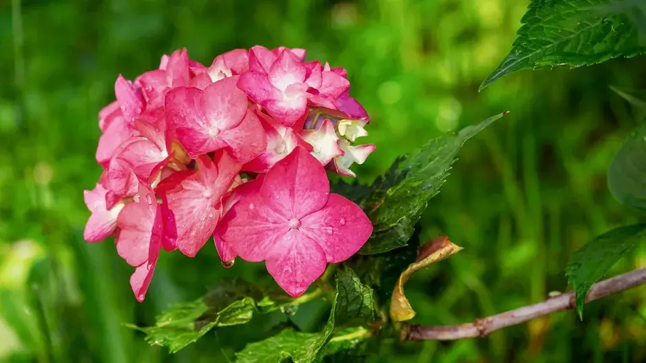 Růžové trvalky Růžové trvalky