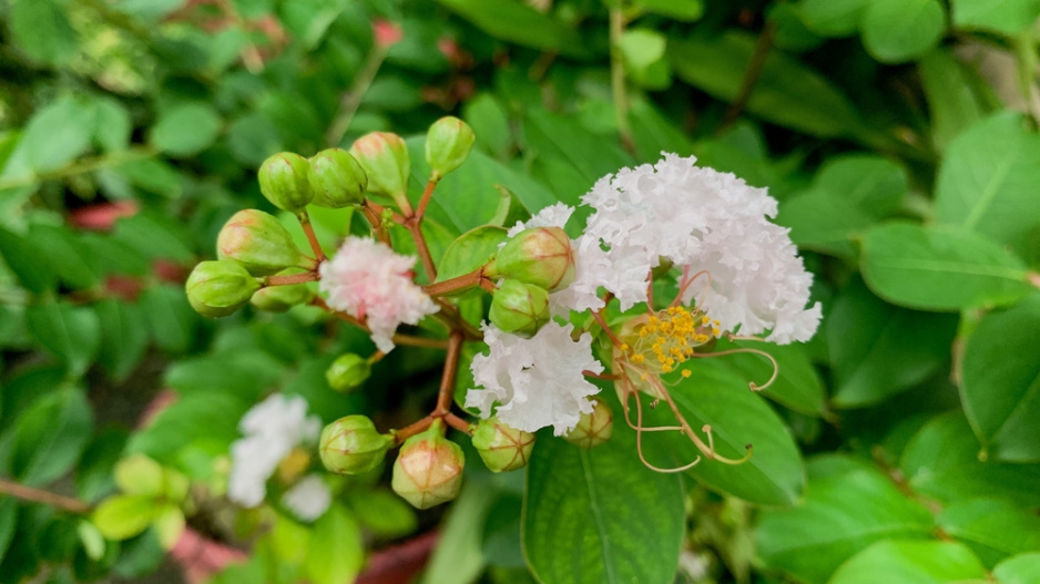 Pukol indický (Lagerstroemia indica) 
