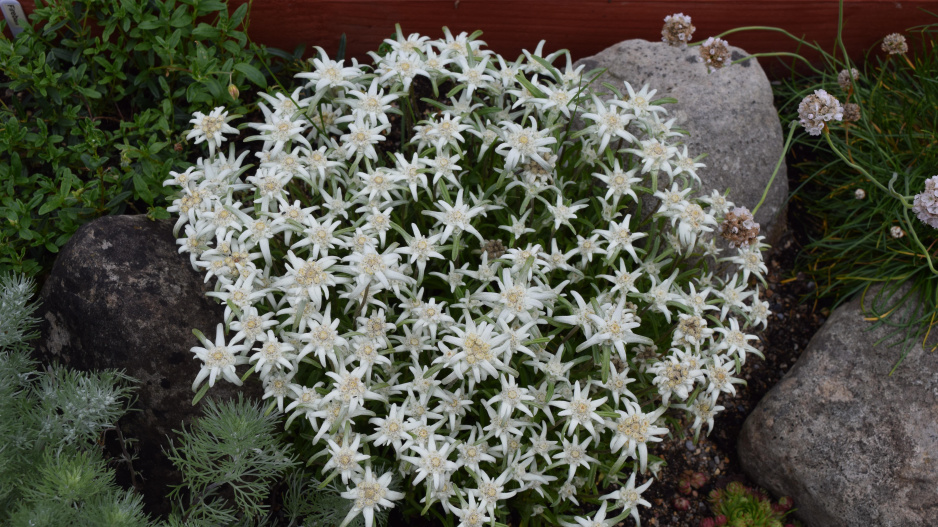 Alpská protěž (Leontopodium alpinum) 