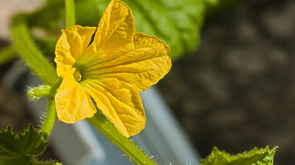 Lufa válcovitá (Luffa cylindrica či Luffa aegyptiaca) 