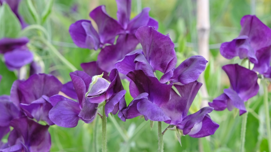 Hrachor vonný (Lathyrus odoratus) 