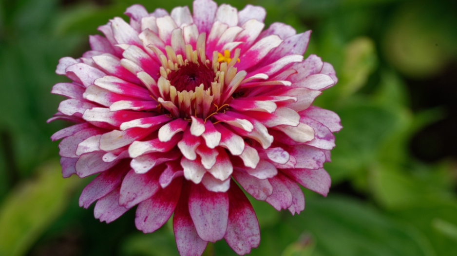 Cínie neboli ostálka lepá (Zinnia elegans)