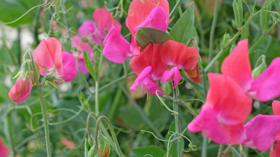 Hrachor vonný (Lathyrus odoratus) 