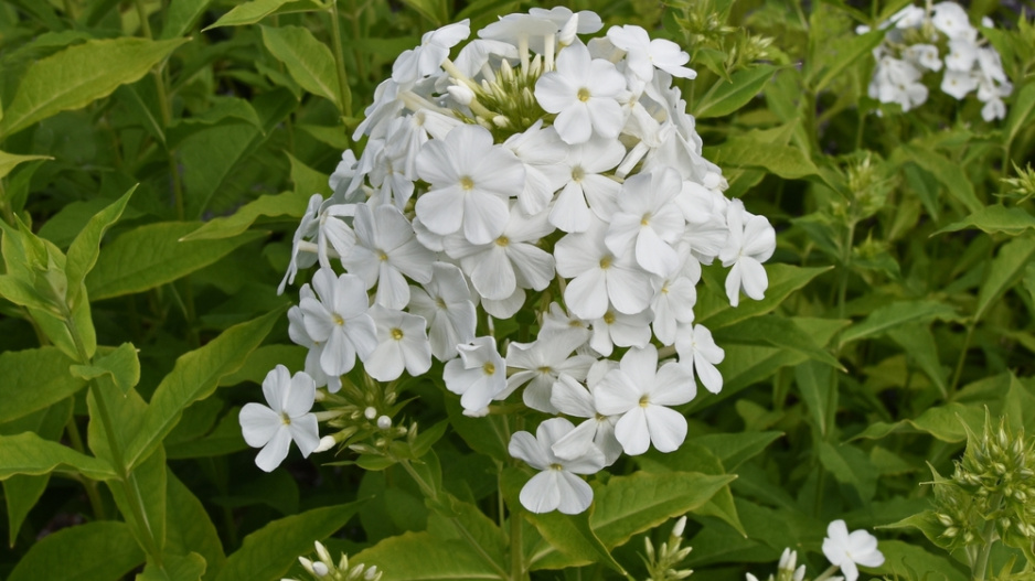 plamenka latnatá, flox