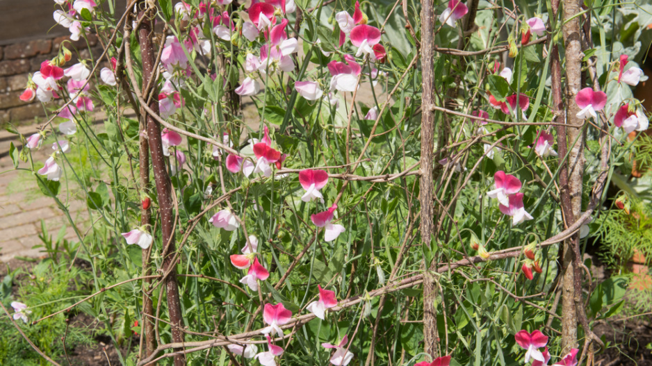Hrachor vonný (Lathyrus odoratus) 
