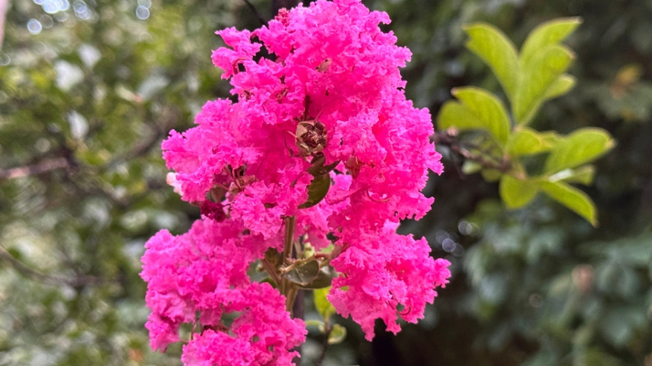 Pukol indický (Lagerstroemia indica) 