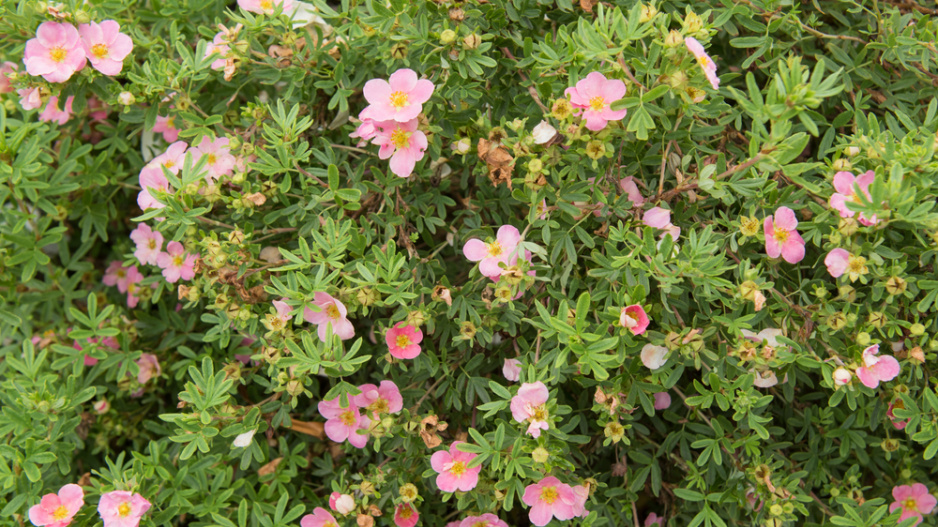Mochnovec křovitý (Dasiphora fruticosa) 