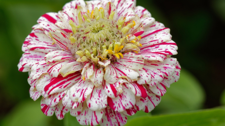 Cínie neboli ostálka lepá (Zinnia elegans)