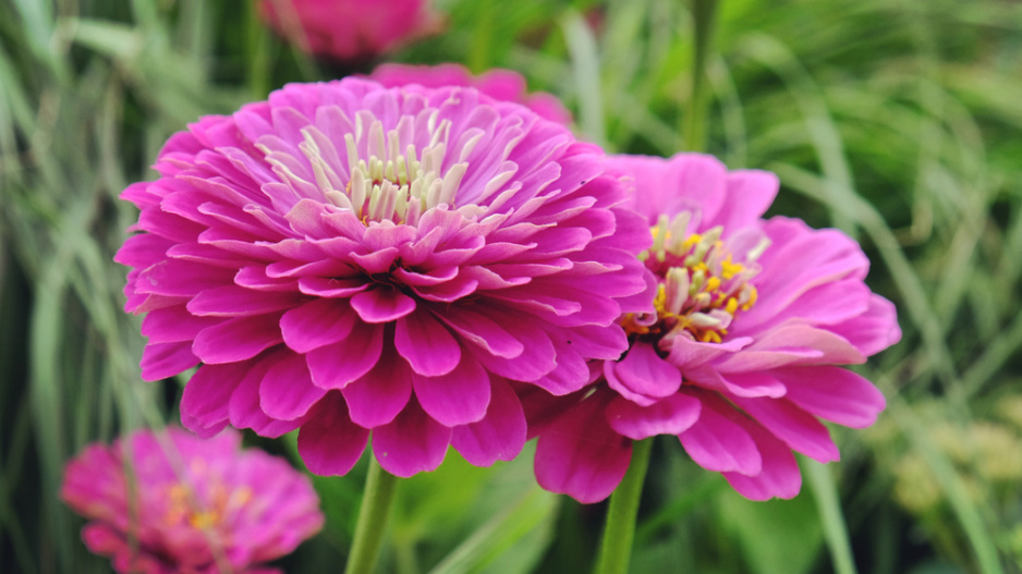 Cínie neboli ostálka lepá (Zinnia elegans)