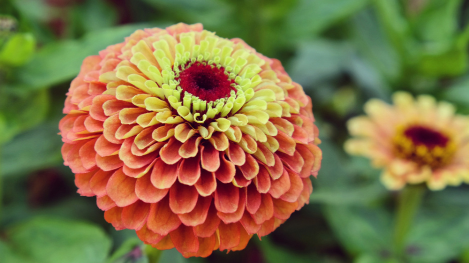 Cínie neboli ostálka lepá (Zinnia elegans)