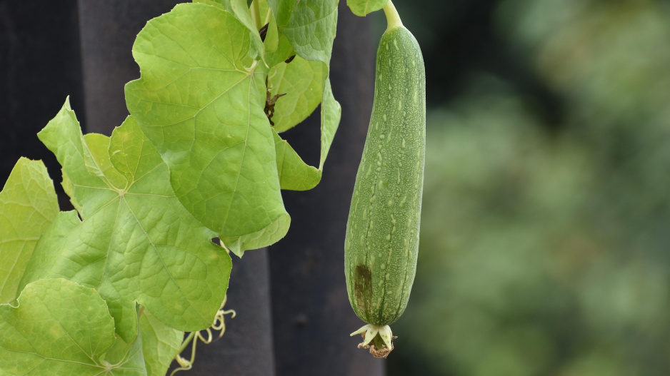 Lufa válcovitá (Luffa cylindrica či Luffa aegyptiaca) 