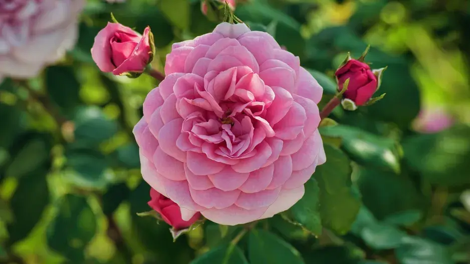 Růžové trvalky Růžové trvalky