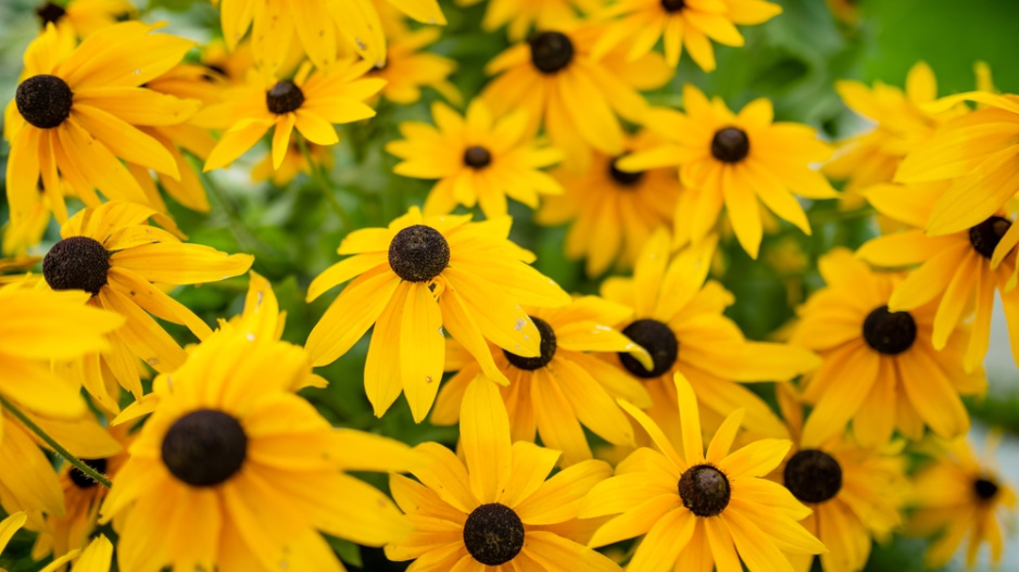 rudbekie