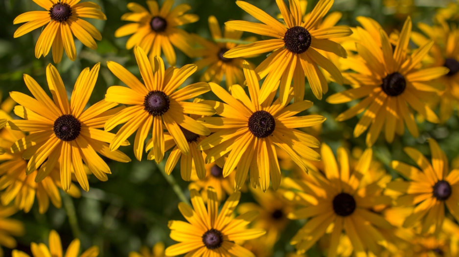rudbekie