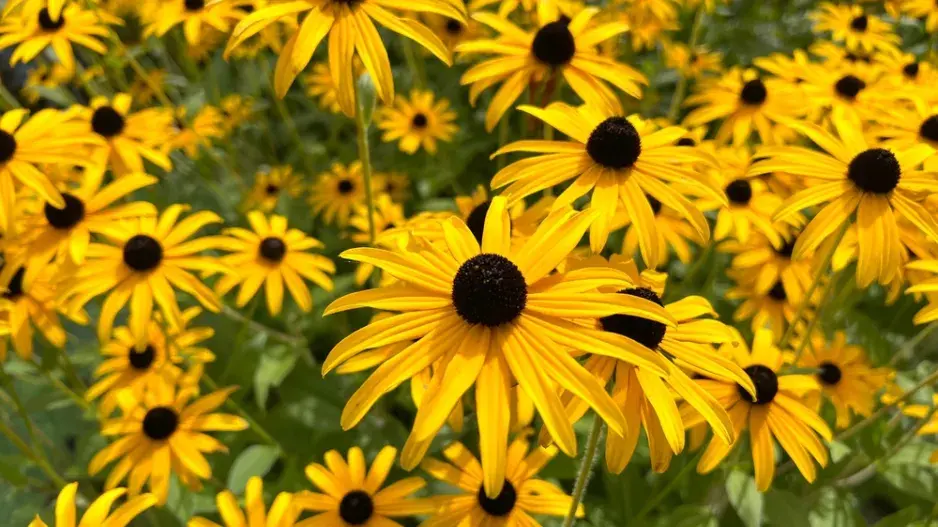 rudbekie