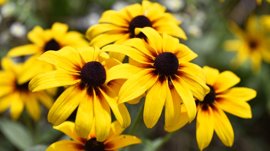 rudbekie