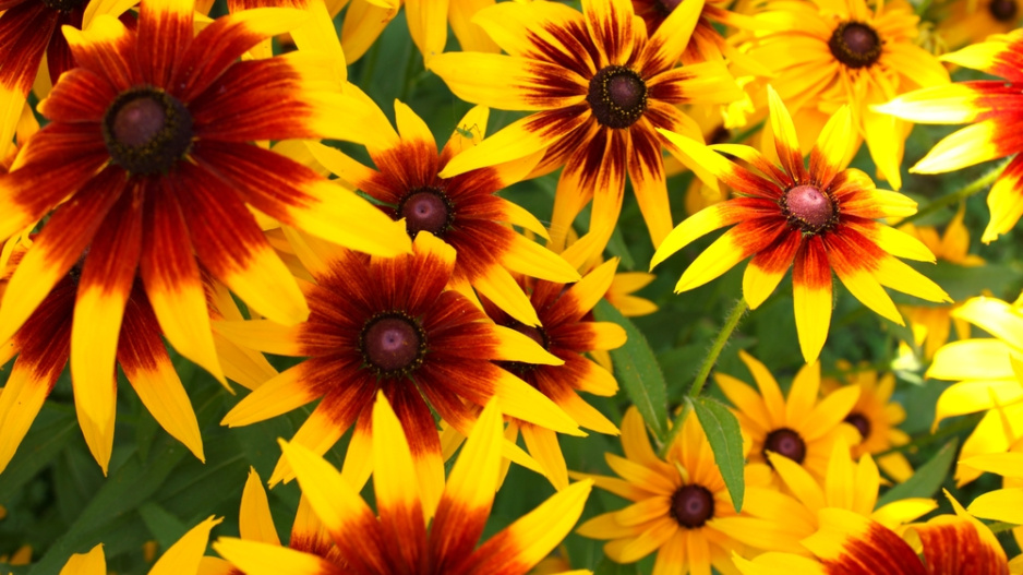 rudbekie