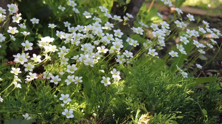 půdopokryvné trvalky