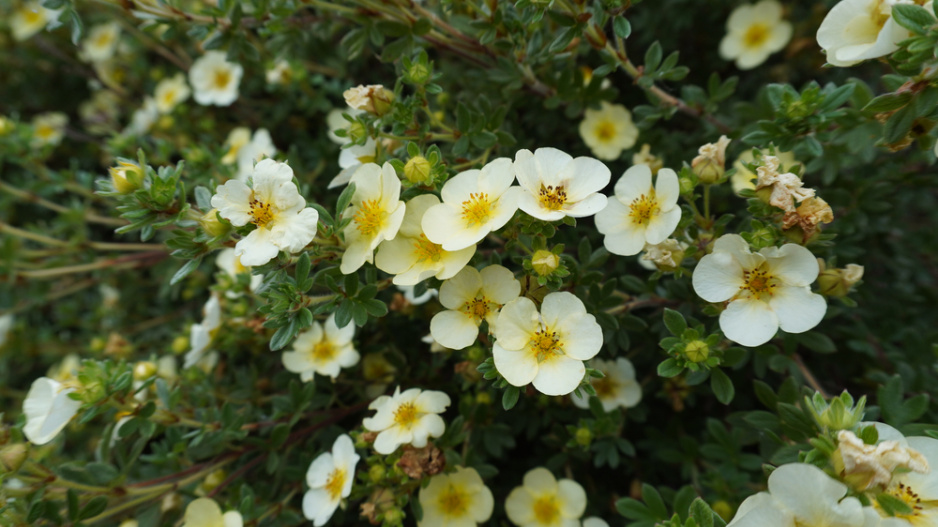 Mochnovec křovitý (Dasiphora fruticosa) 