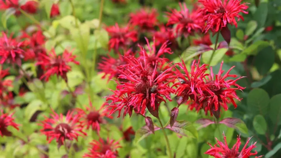 Zavinutka podvojná (Monarda didyma)