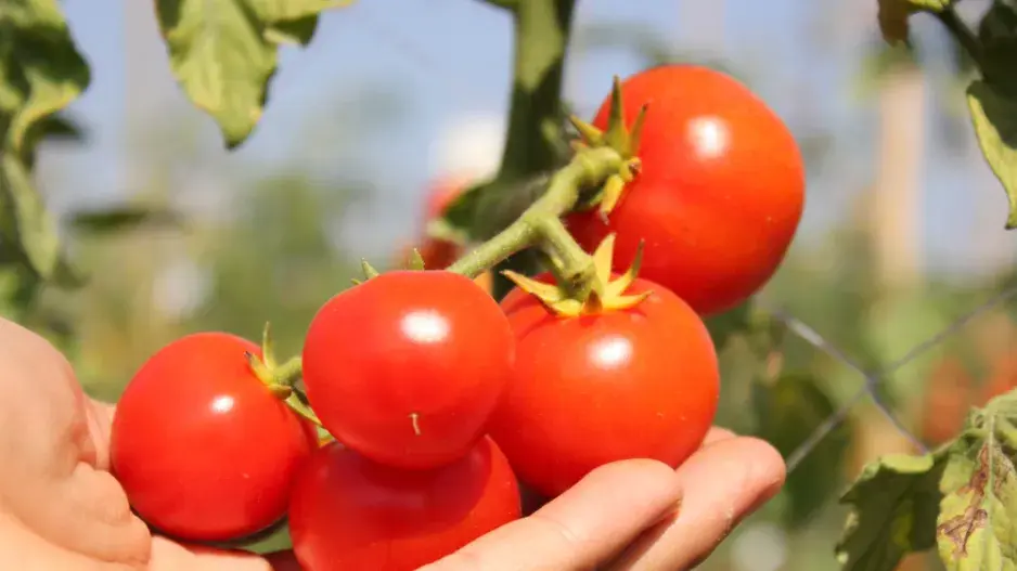 Péče v srpnu rozhodne, jakou budete mít úrodu