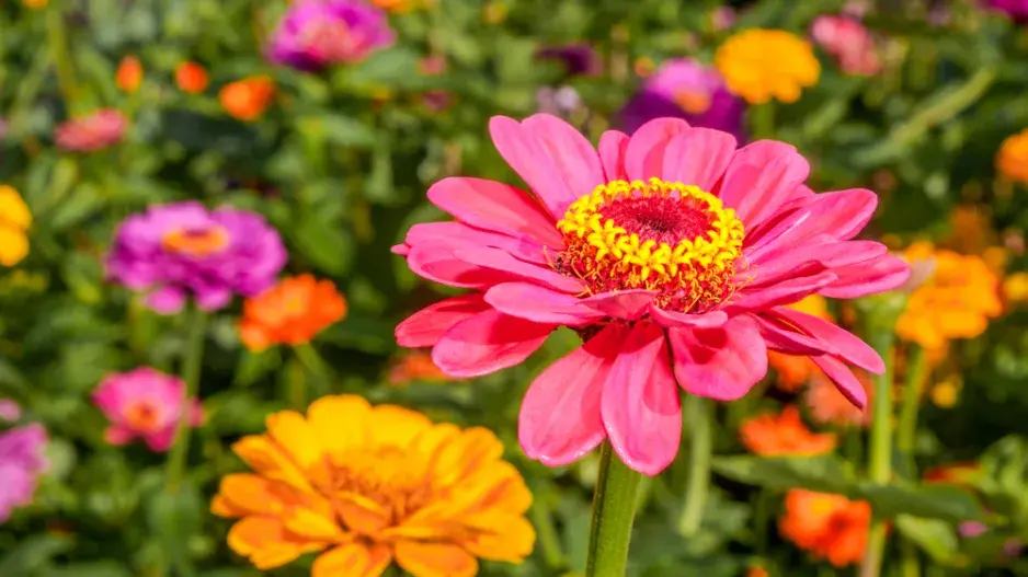 Cínie neboli ostálka lepá (Zinnia elegans)