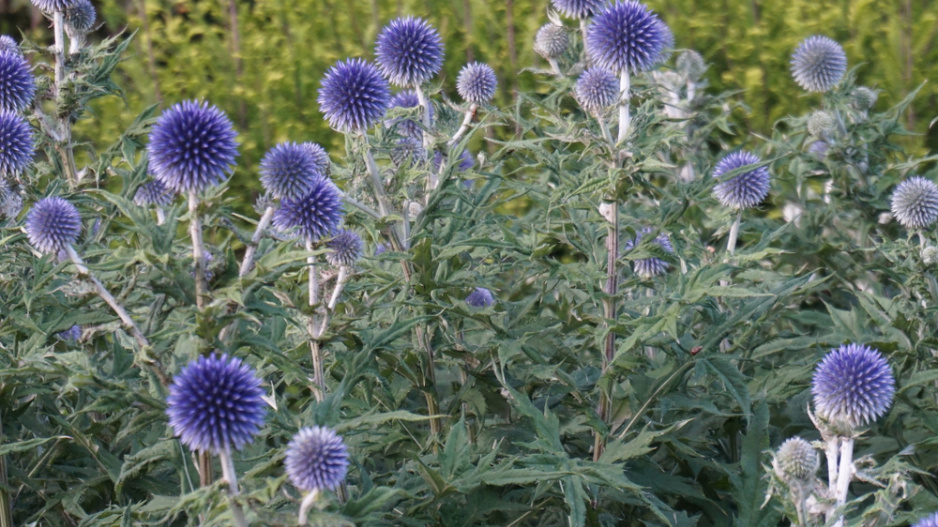 Bělotrn modrý (Echinops ritro) 
