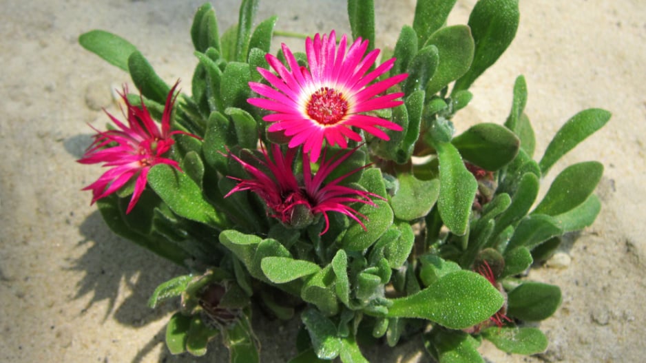 Kosmatec sedmikráskovitý (Dorotheanthus bellidiformis) 