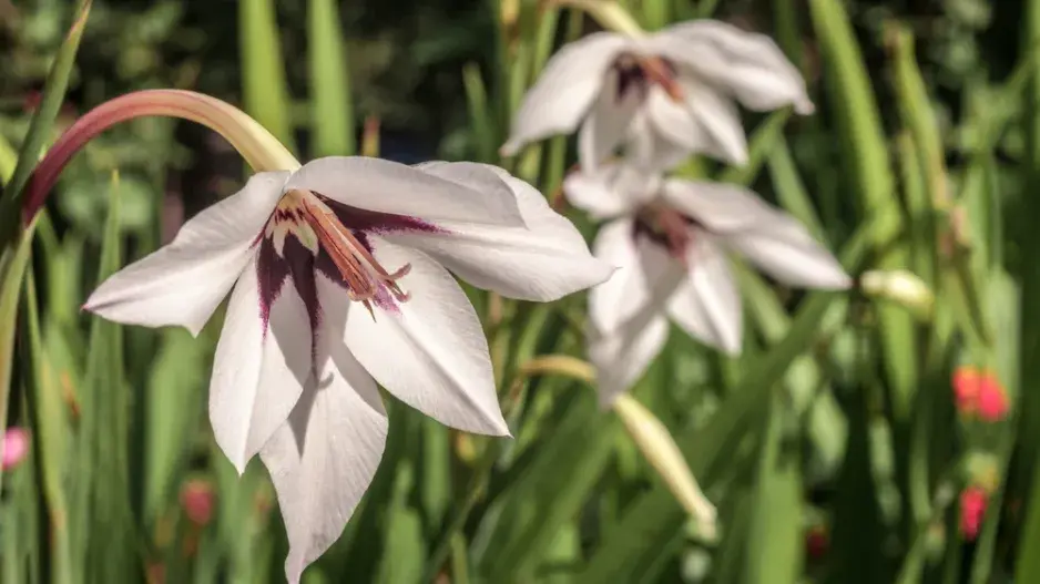 Habešský mečík nebo také vonný mečík či acidanthera (Gladiolus murielae)