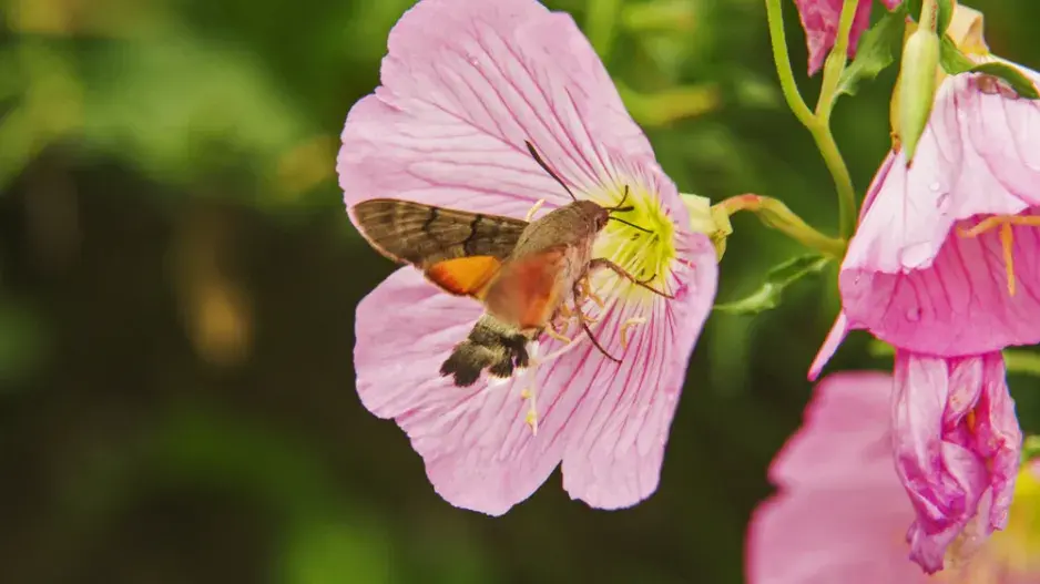 Pupalka nádherná (Oenothera speciosa)