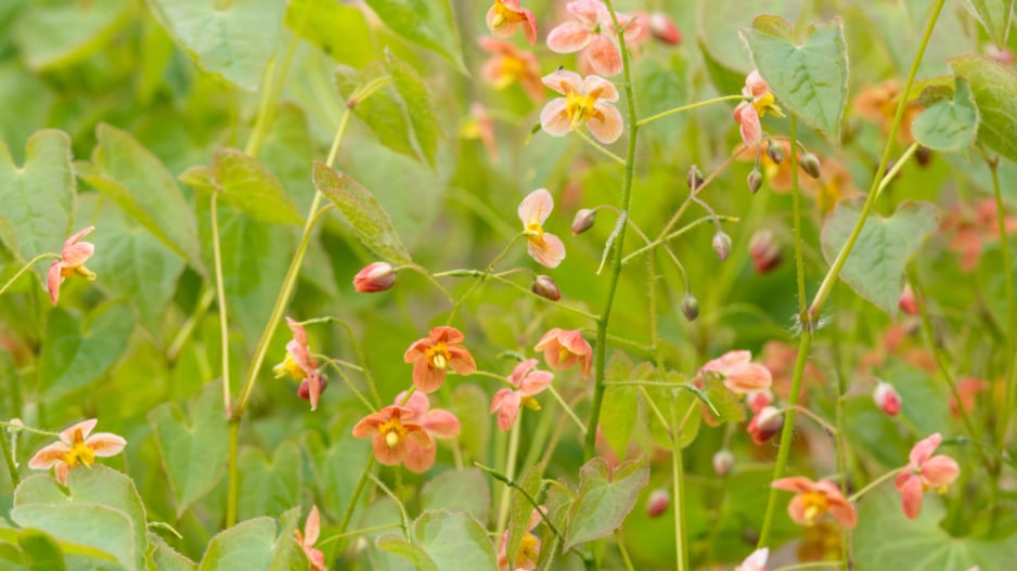 Epimedium warleyense