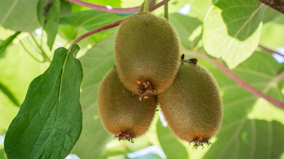 Kiwi