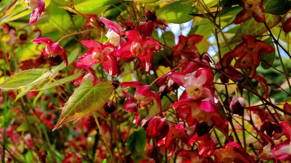 Epimedium rubrum