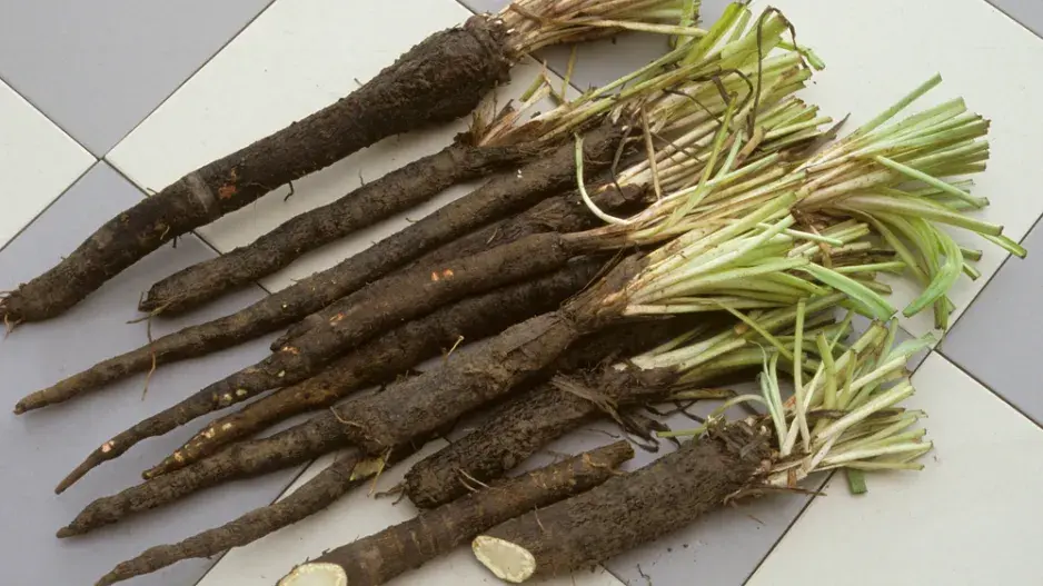 Černý kořen (Scorzonera hispanica)