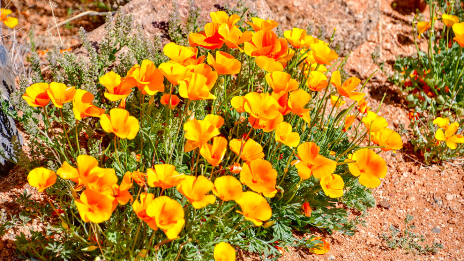 Sluncovka kalifornská (Eschscholzia californica)