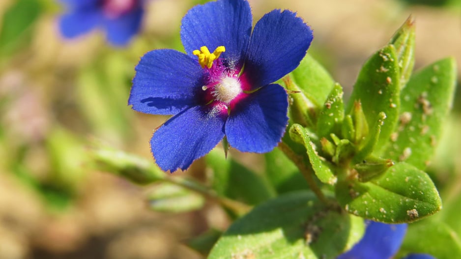 Drchnička rolní (Anagallis arvensis) 