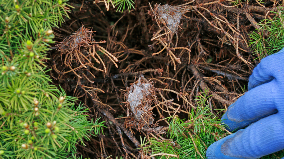 Thuja 