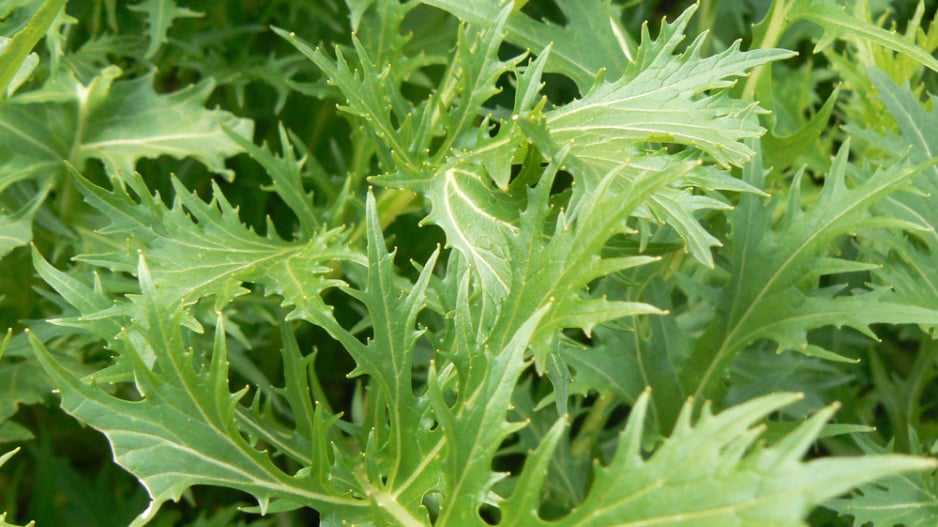 Mizuna (Brassica campestris Japonica) 