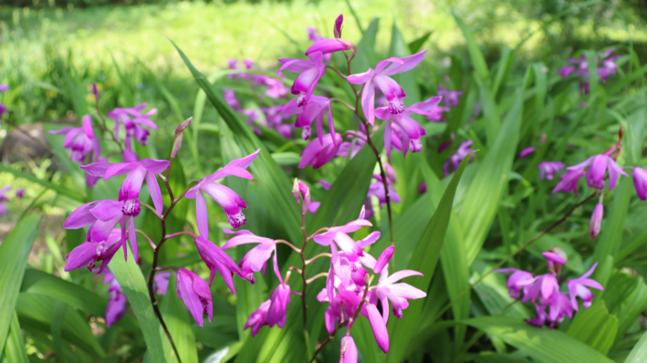 japonská orchidej (Bletilla)