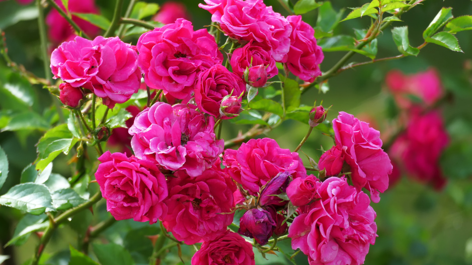 Rose de Mai