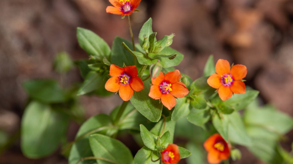Drchnička rolní (Anagallis arvensis) 