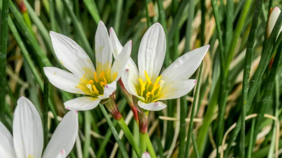 Dešťová lilie (Zephyranthes candida) 